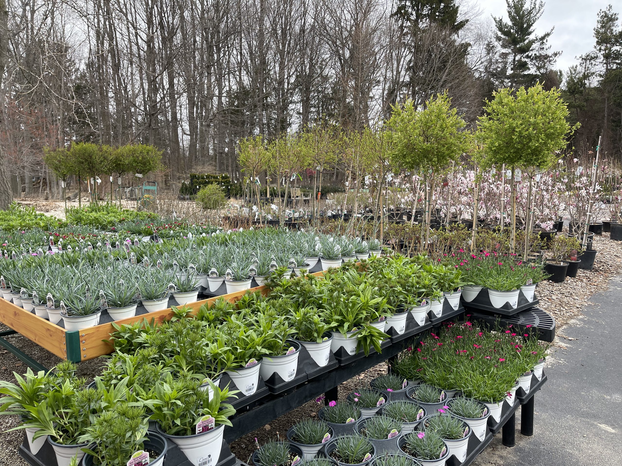 The Tree Lot - Caan Floral & Greenhouses